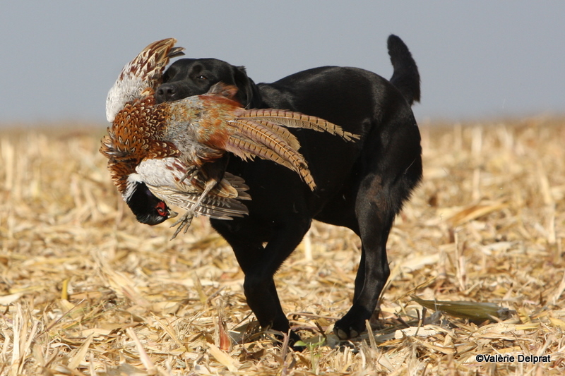 Field Erstein 09 (155).JPG